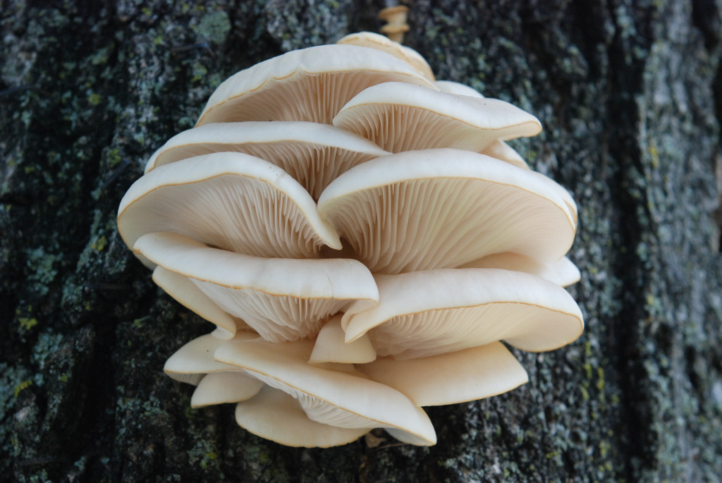 Oyster Mushroom | Fresh Tart